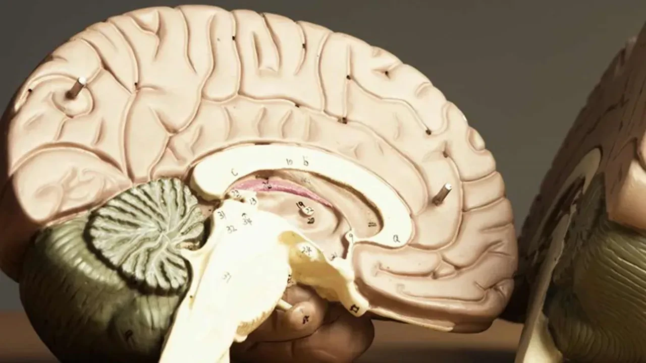 Deli dana hastalığı nedir belirtileri neler? Bolu'da bir hastada tespit edildi