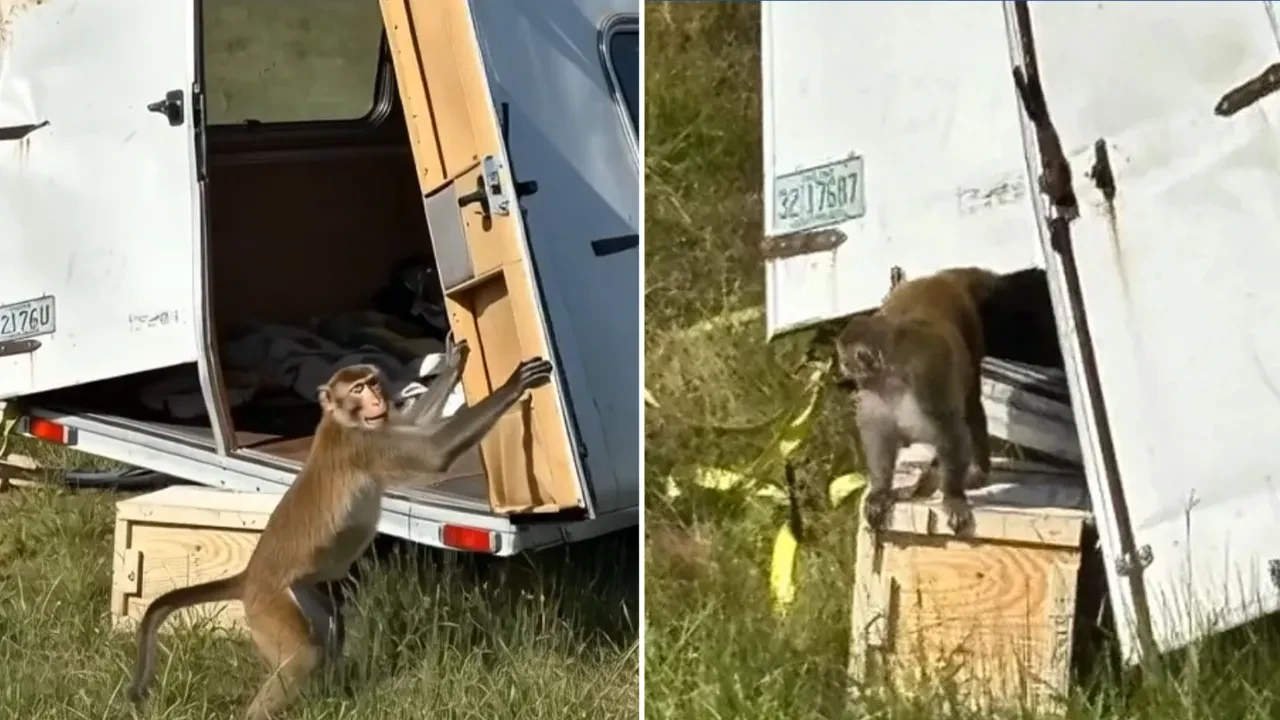 Firari maymunlar yakalanamıyor, sayı giderek artıyor