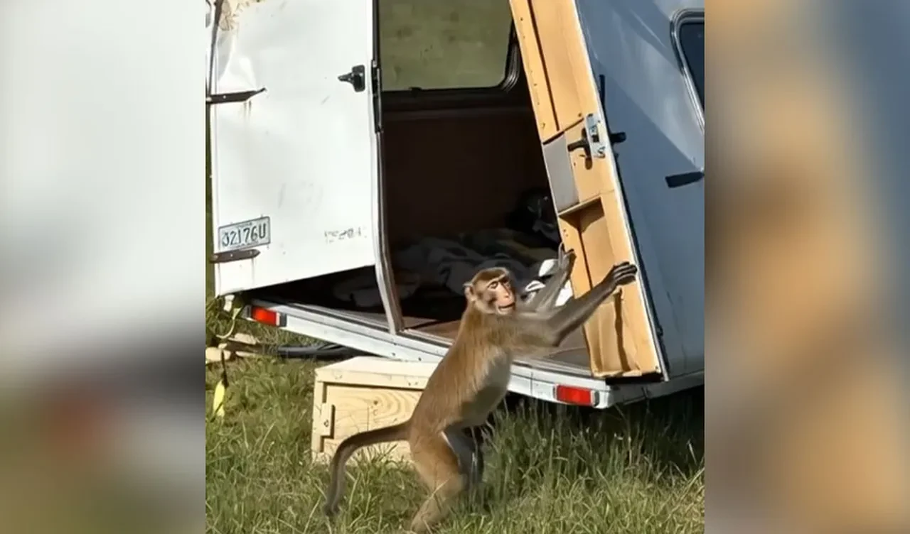 Firari maymunlar yakalanamıyor, sayı giderek artıyor