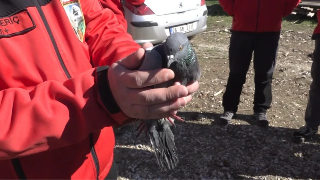 Günlerce aç ve susuz kaldı, ekipler seferber oldu! 29 Ekim'de özgürlüğe uçtu