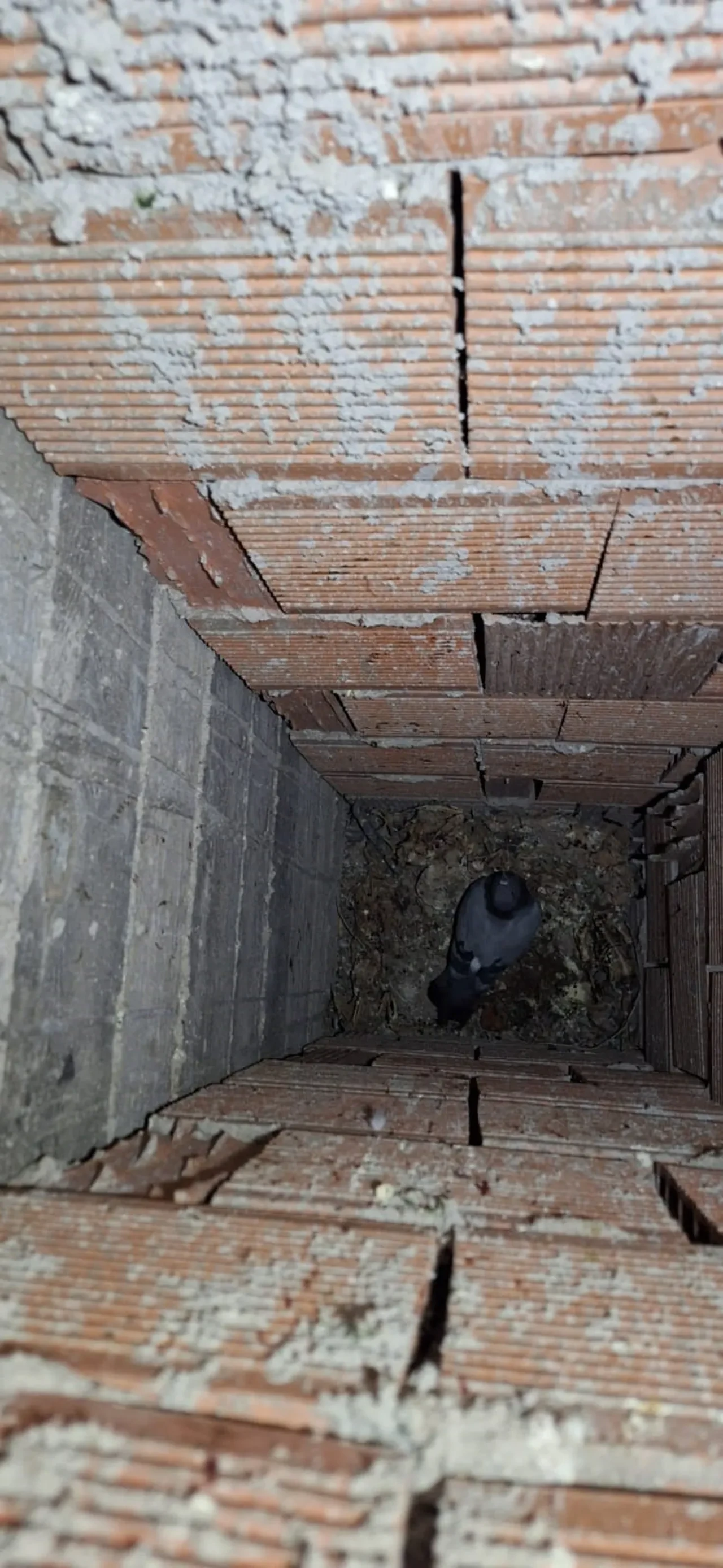 Günlerce aç ve susuz kaldı, ekipler seferber oldu! 29 Ekim'de özgürlüğe uçtu