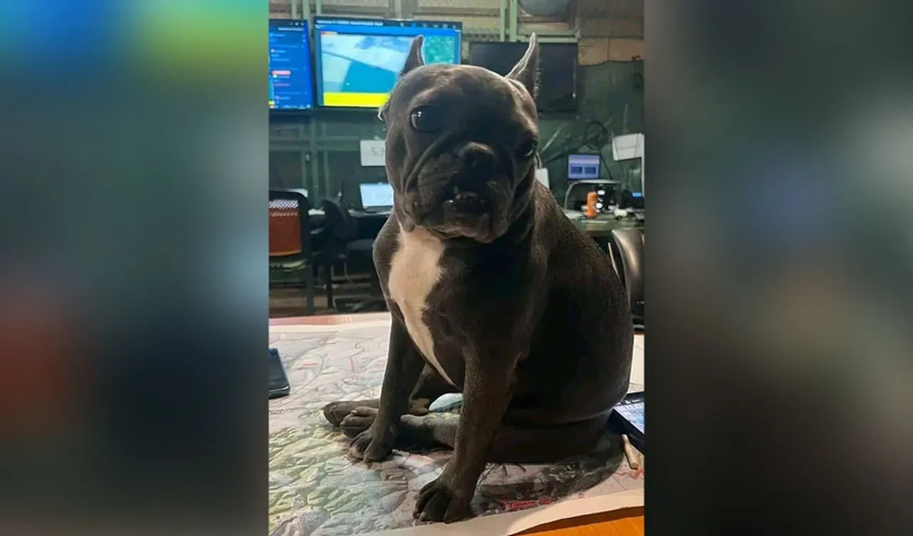 Köpeğini paylaşmak isterken ülkesini ifşa etti! Ukraynalı komutanın hatası ülkeyi ayağa kaldırdı