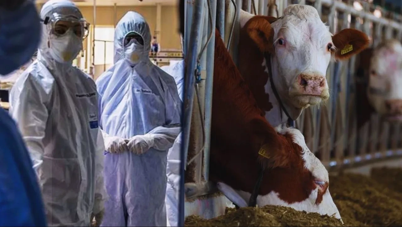 Tedavisi yok! Bolu'da 'deli dana' hastalığı tespit edildi