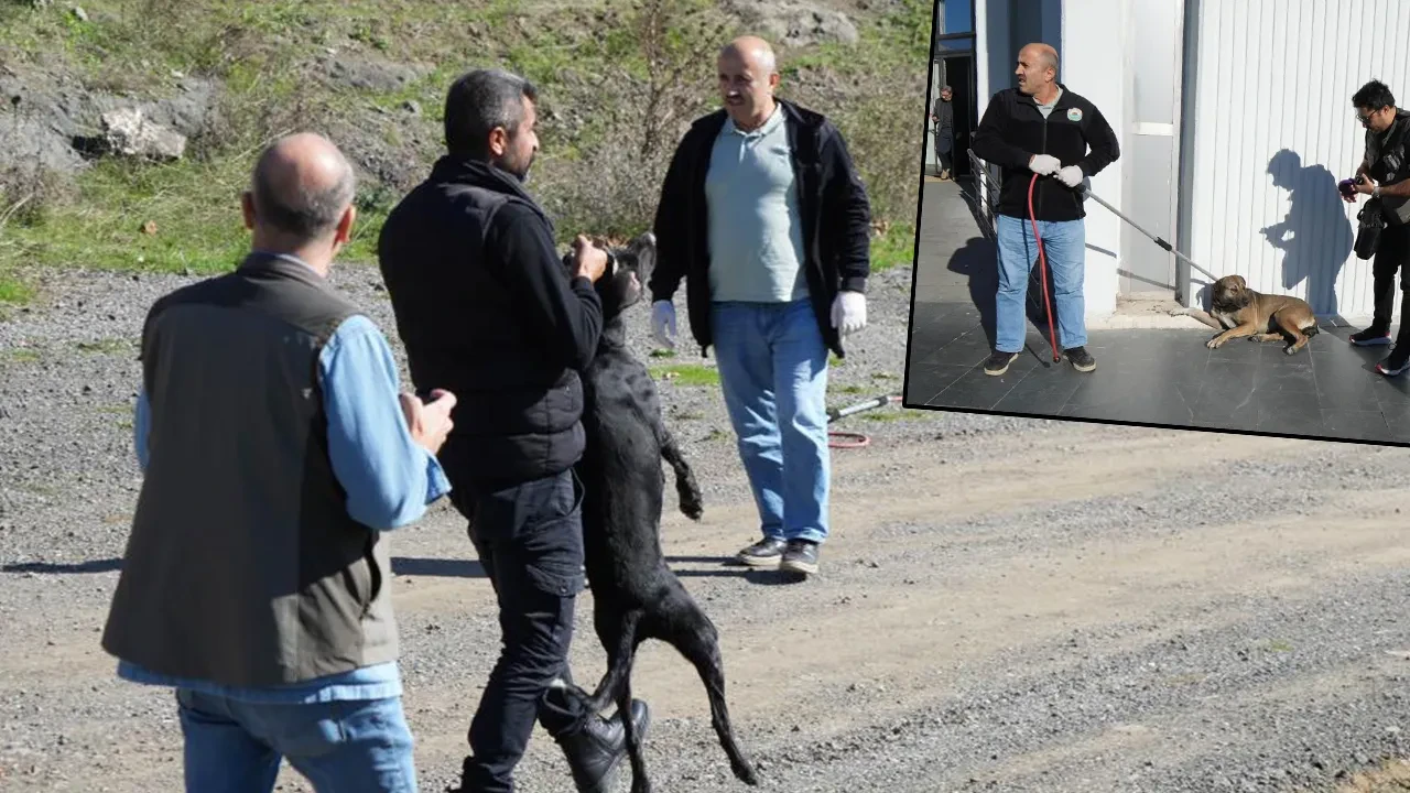 Başıboş sokak köpekleri için ekipler harekete geçti! Tek tek toplanıp barınağa götürüldü