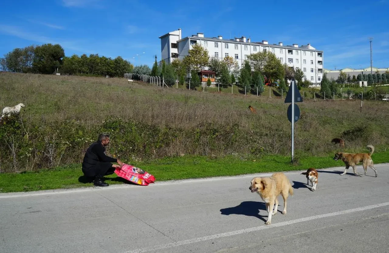 Başıboş sokak köpekleri için ekipler harekete geçti! Tek tek toplanıp barınağa götürüldü