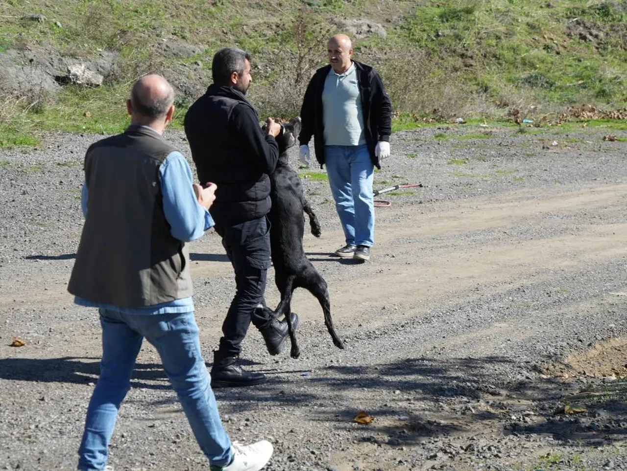Başıboş sokak köpekleri için ekipler harekete geçti! Tek tek toplanıp barınağa götürüldü