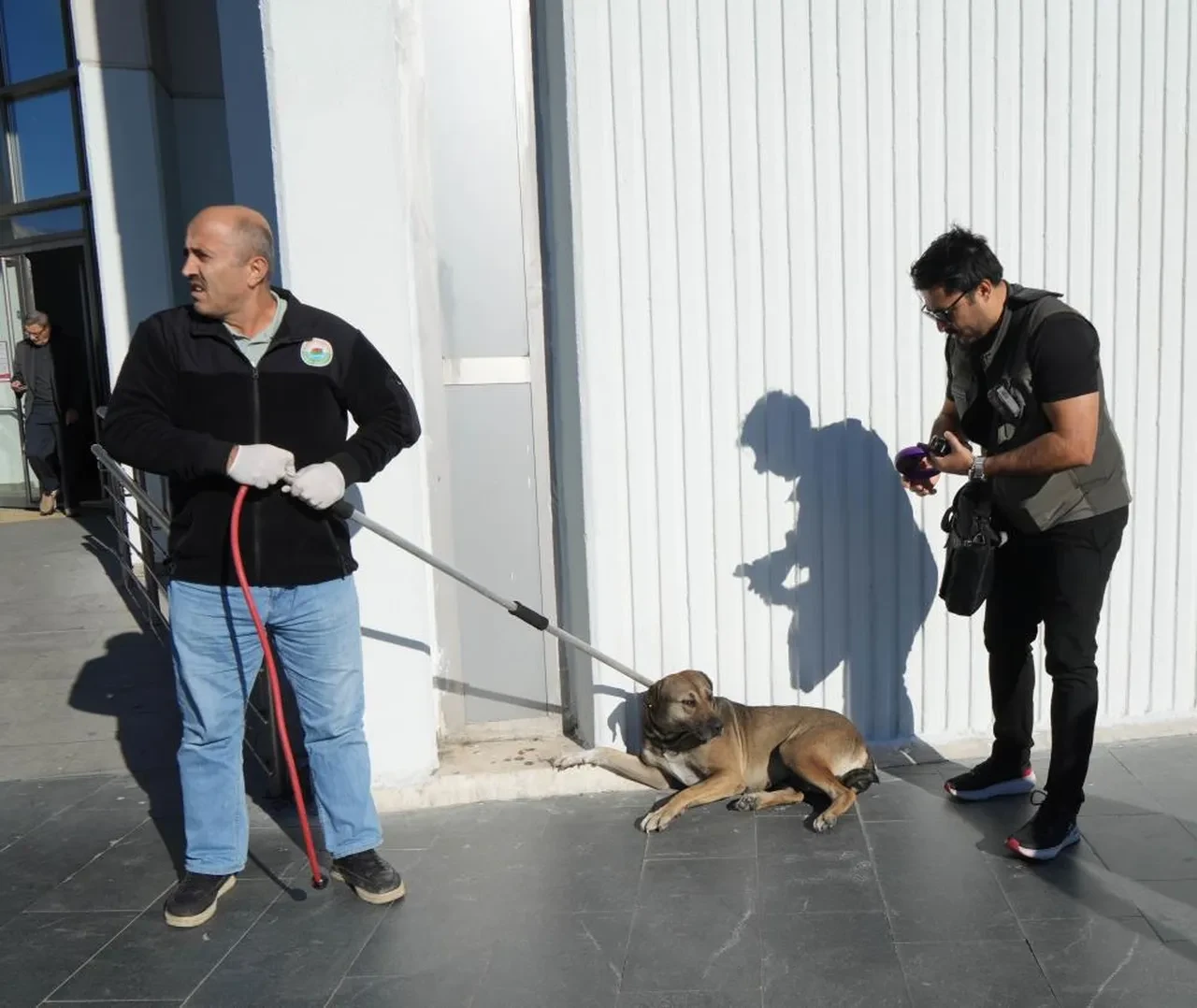 Başıboş sokak köpekleri için ekipler harekete geçti! Tek tek toplanıp barınağa götürüldü