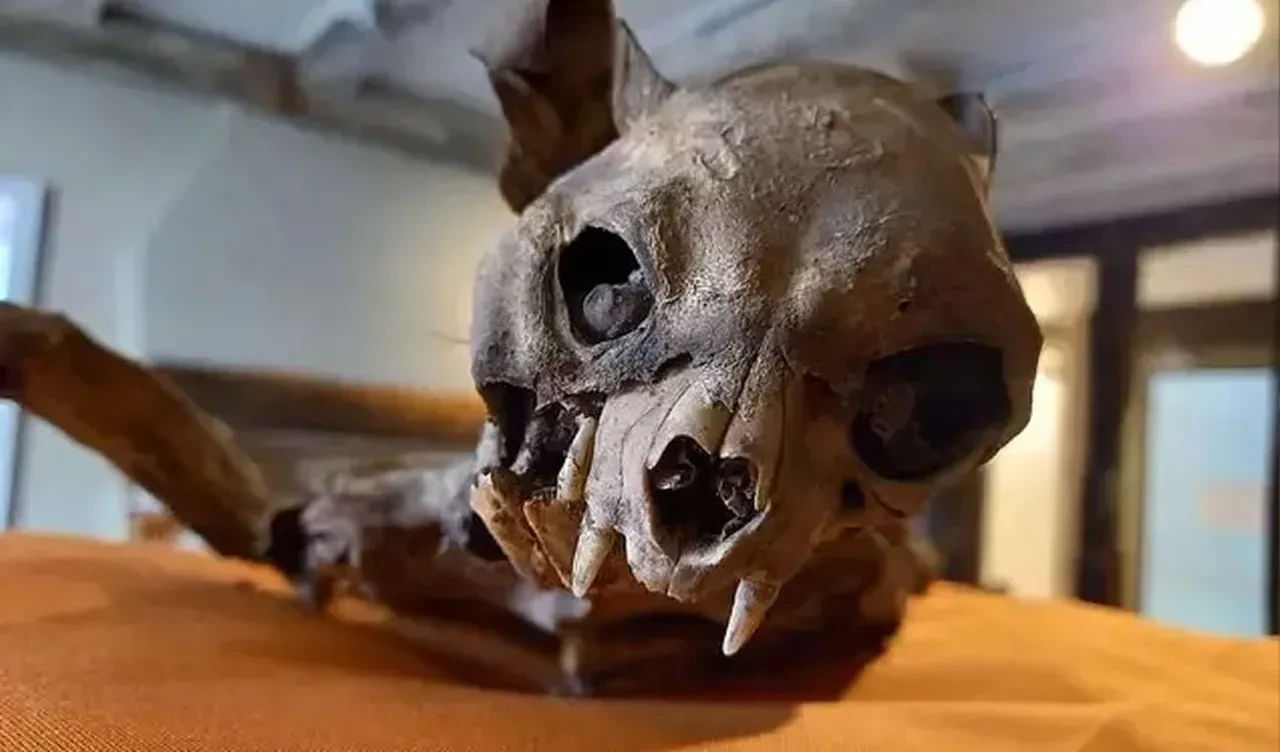 Geçmişe dair yeni gizemli bir halka: Kilise duvarları arasından çıktı, herkesi şoke etti