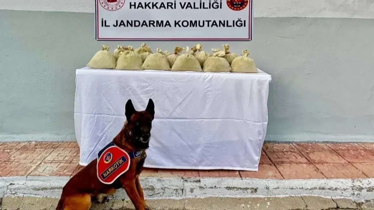 Hakkari’de jandarma baskını: 15 kilo toz esrar bahçeye gömülü ele geçirildi