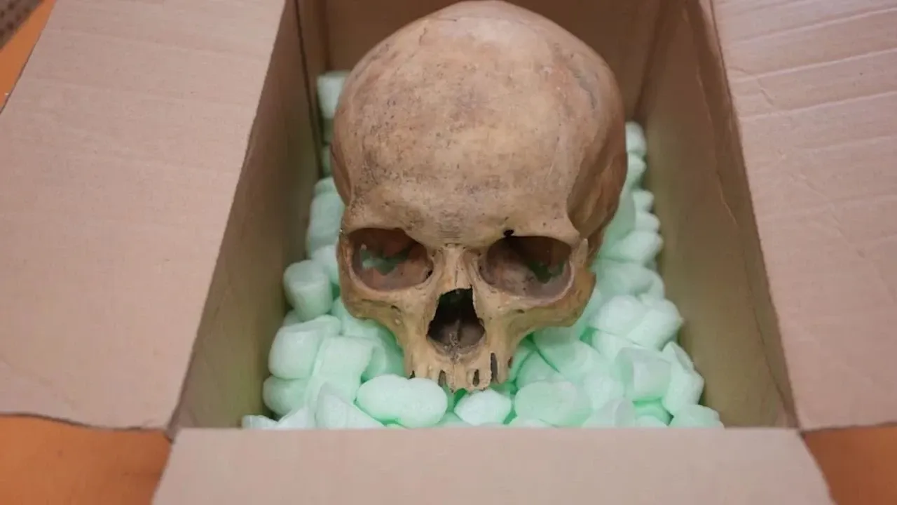 Hırsız, vicdan azabına son vermek istedi: Çalınan kafatası 60 yıl sonra geri döndü