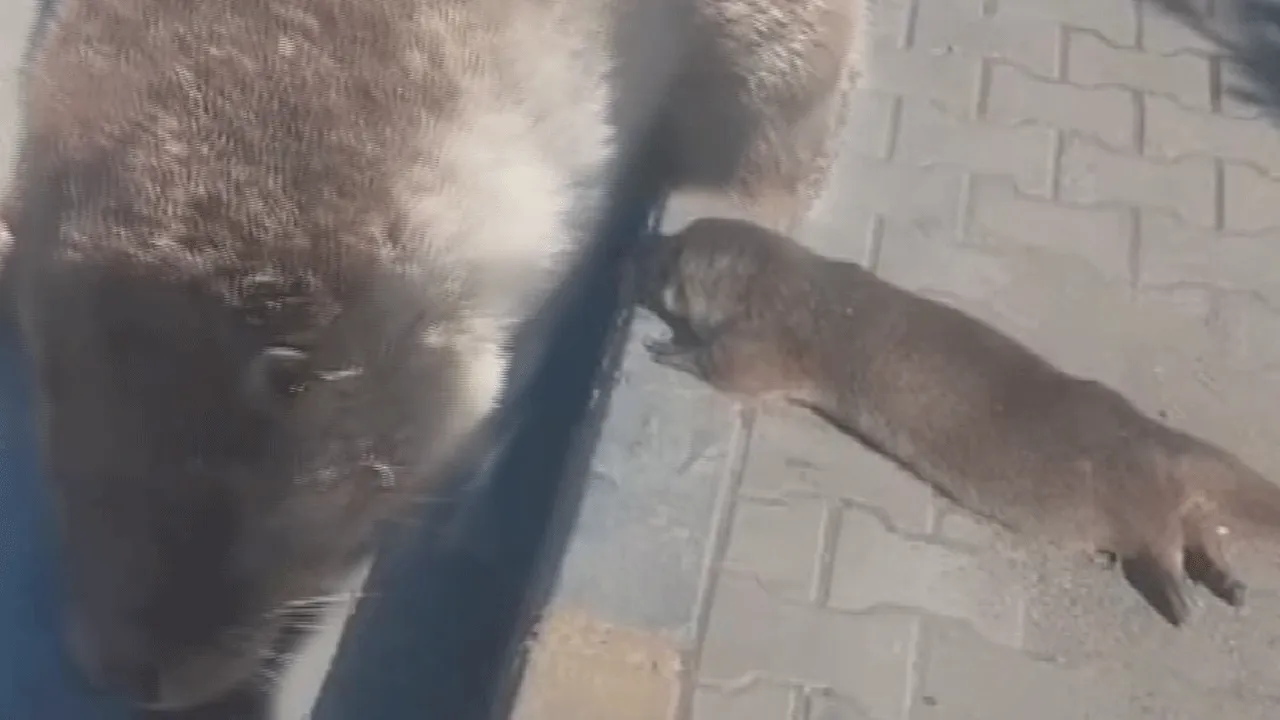 Karabüklüler fok balığı sandı! Nesli tükenen su samuruna araba çarptı