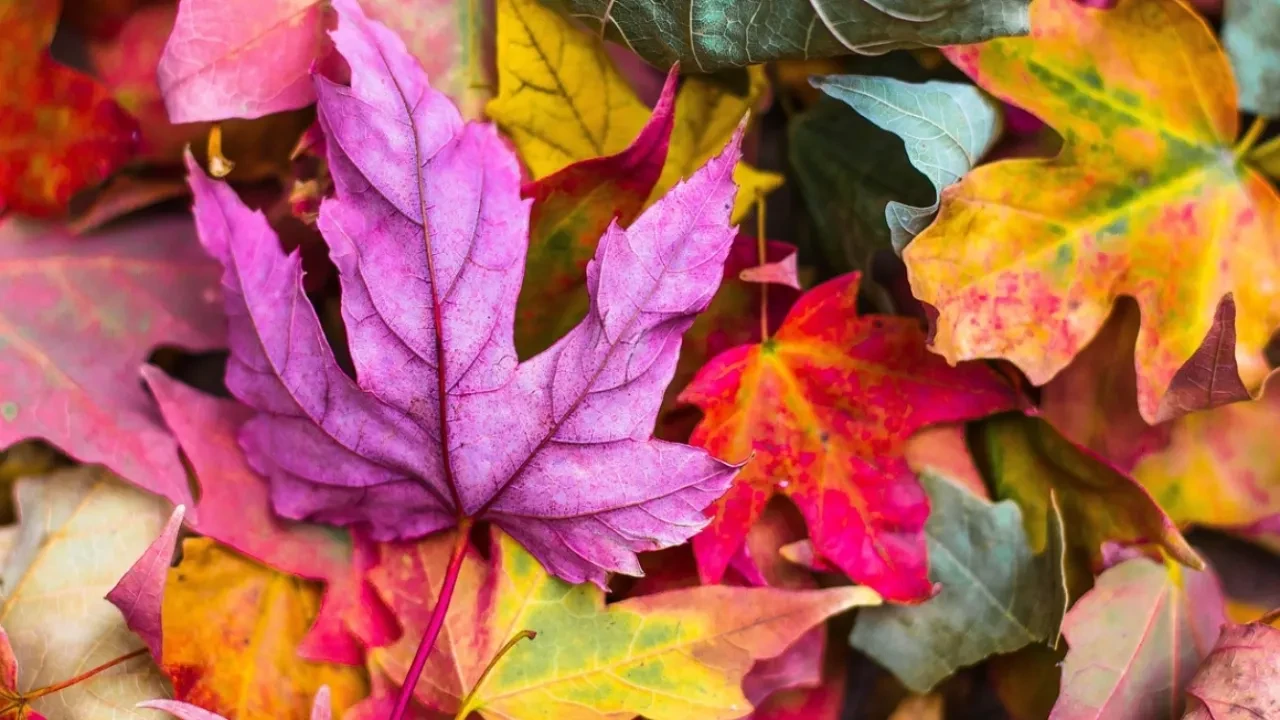 Kasım sözleri ve mesajları! Hoşgeldin Kasım ayı sözleri ve paylaşılabilecek mesaj örnekleri