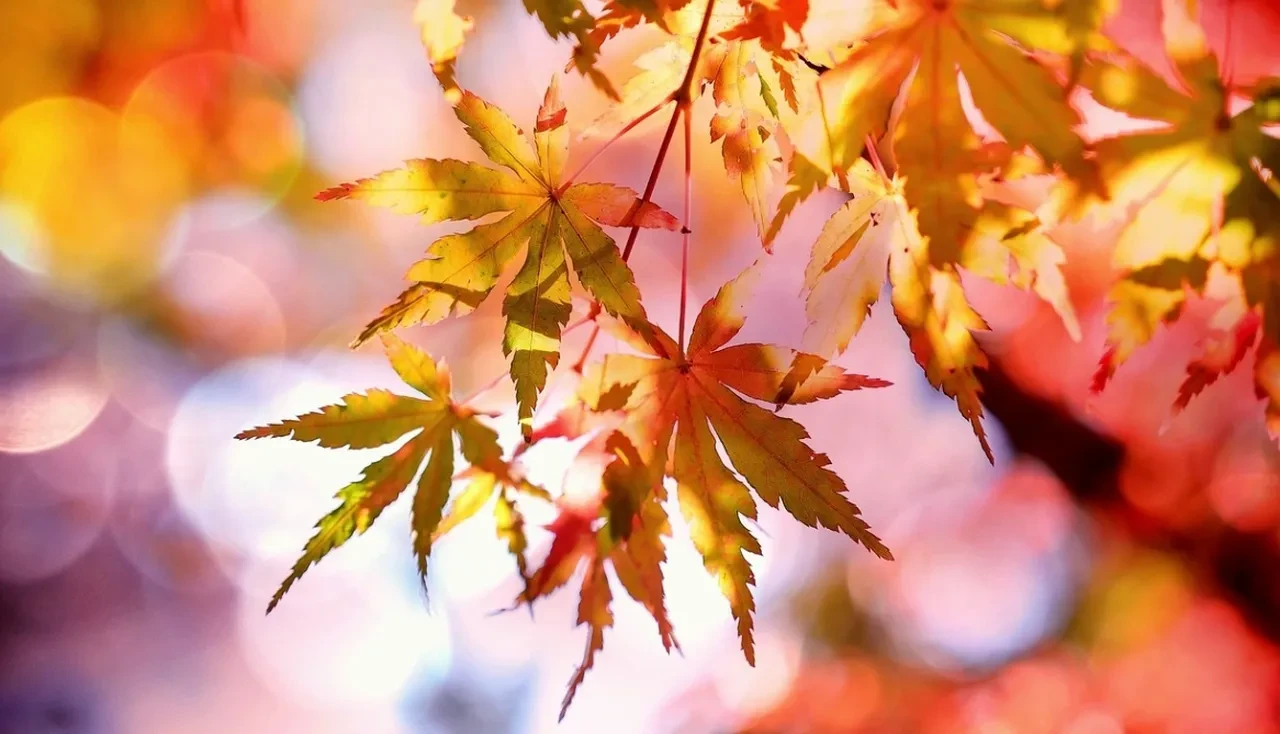 Kasım ayı sözleri