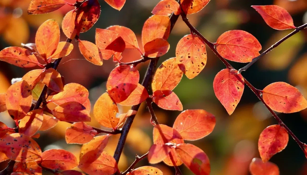 Hoşgeldin kasım sözleri