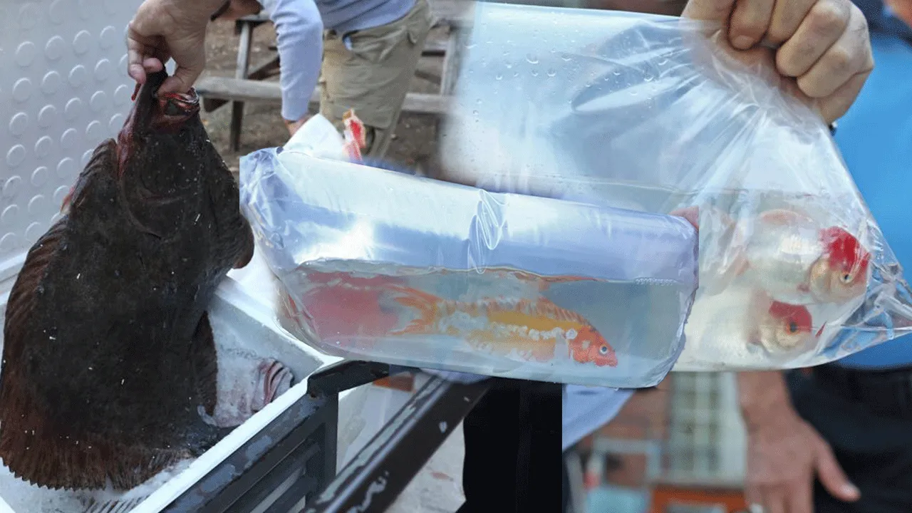 Otobüs değil çiftlik sanki! Tayland'dan süs balığı, İstanbul'dan kalkan, Tokat'tan horoz getirmişler