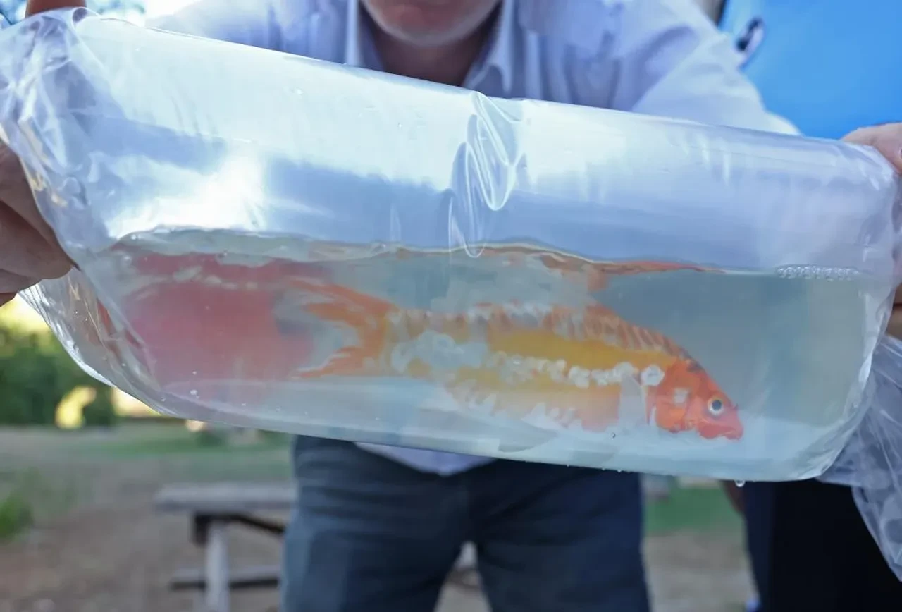 Otobüs değil çiftlik sanki! Tayland'dan süs balığı, İstanbul'dan kalkan, Tokat'tan horoz getirmişler