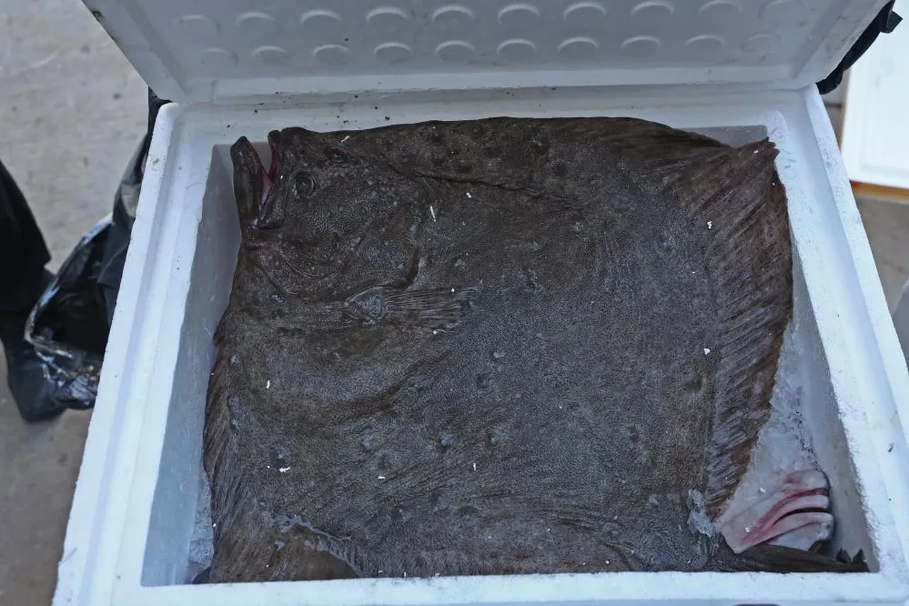 Otobüs değil çiftlik sanki! Tayland'dan süs balığı, İstanbul'dan kalkan, Tokat'tan horoz getirmişler