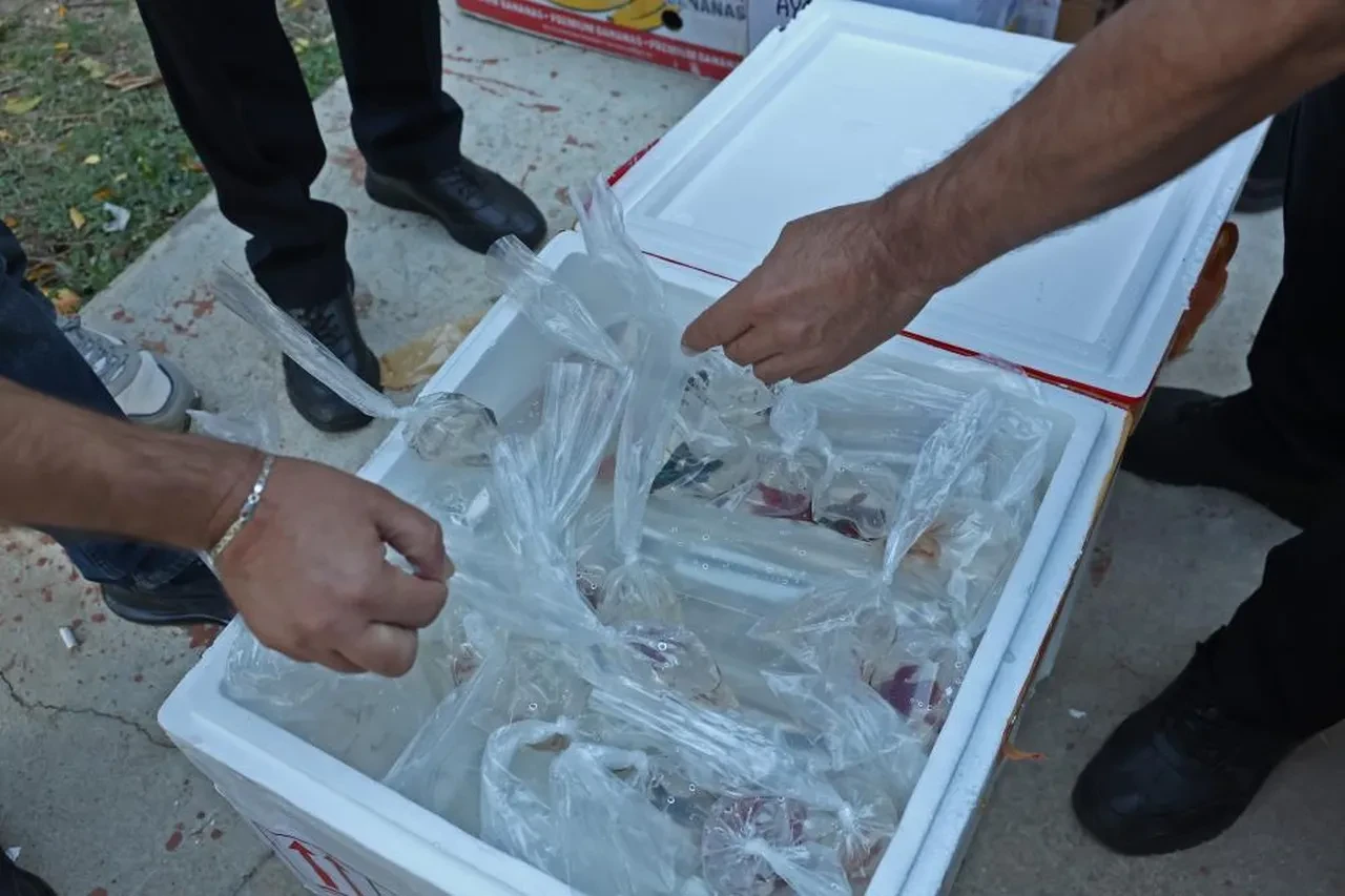 Otobüs değil çiftlik sanki! Tayland'dan süs balığı, İstanbul'dan kalkan, Tokat'tan horoz getirmişler