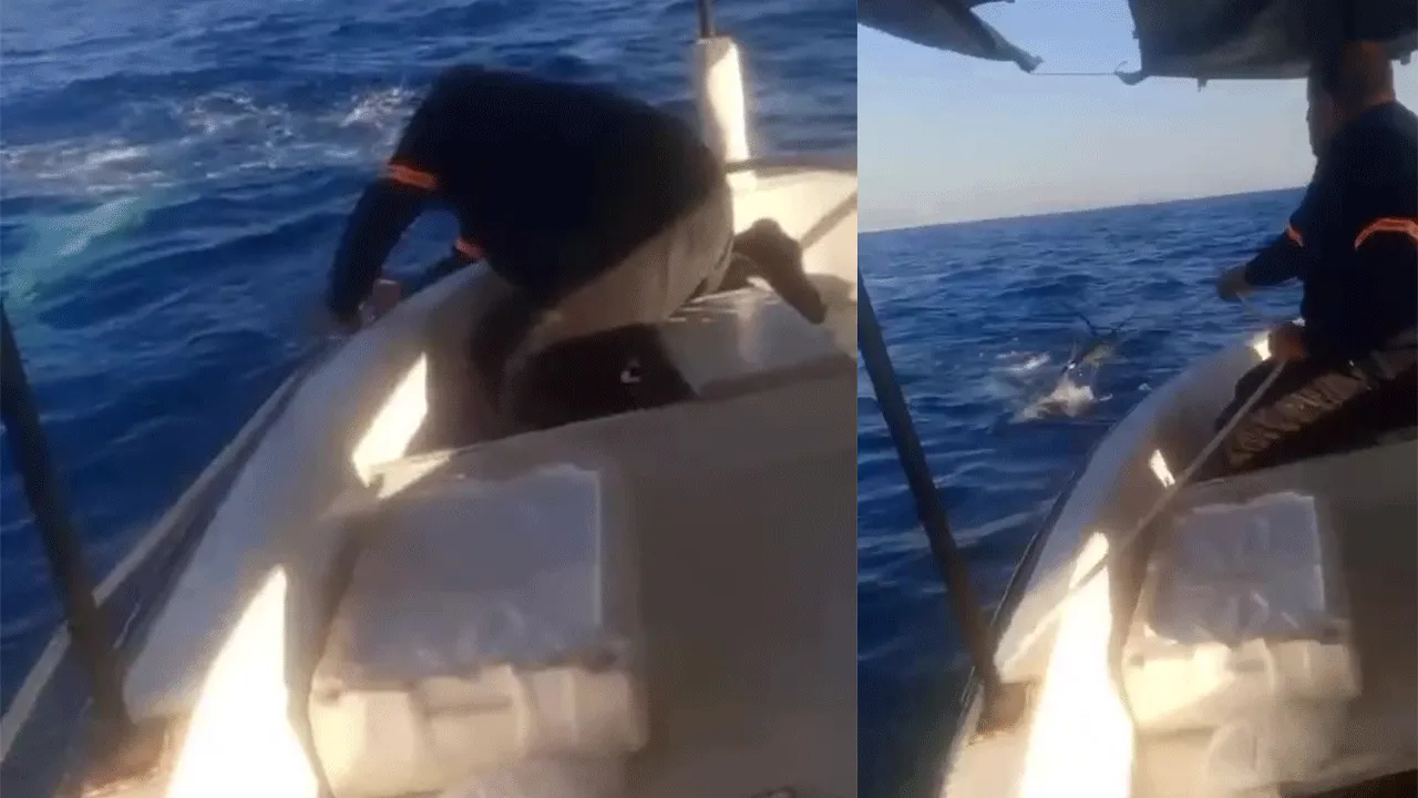 Yılların balıkçısı ecel terleri döktü! Devasa köpek balığı tekneye musallat oldu