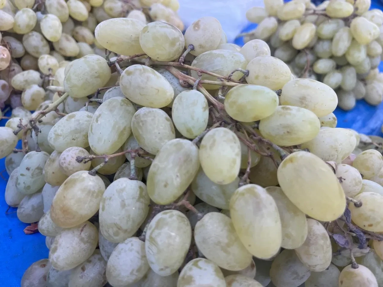 Bu eşsiz lezzetler iz bırakıyor! Pazarda satışa çıktı: Kilosu 60 TL