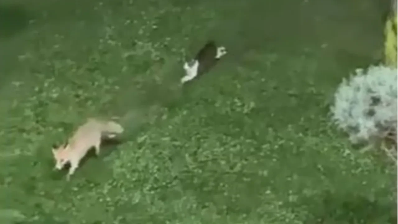 Kedi ile tilki çocuklar gibi eğlendi! O anlar kamerada