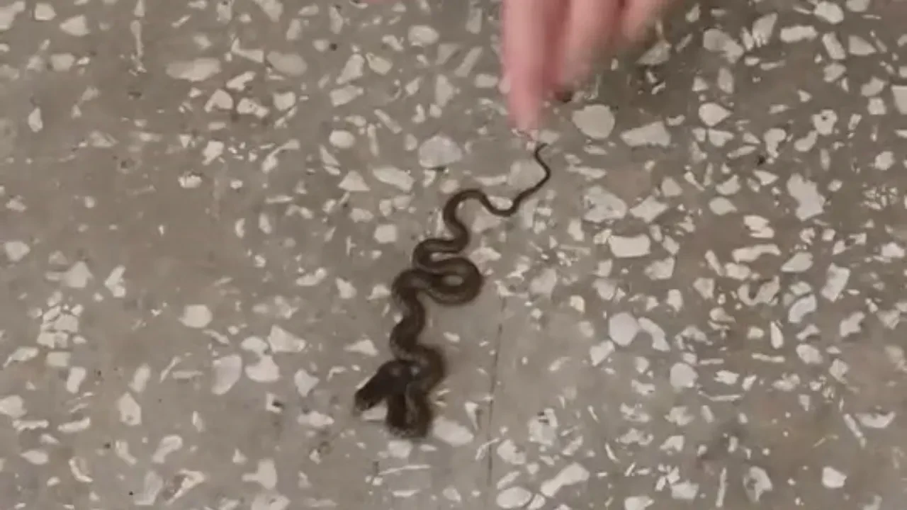 Okulda yılan paniği! Öğrenciler korku dolu anlar yaşadı