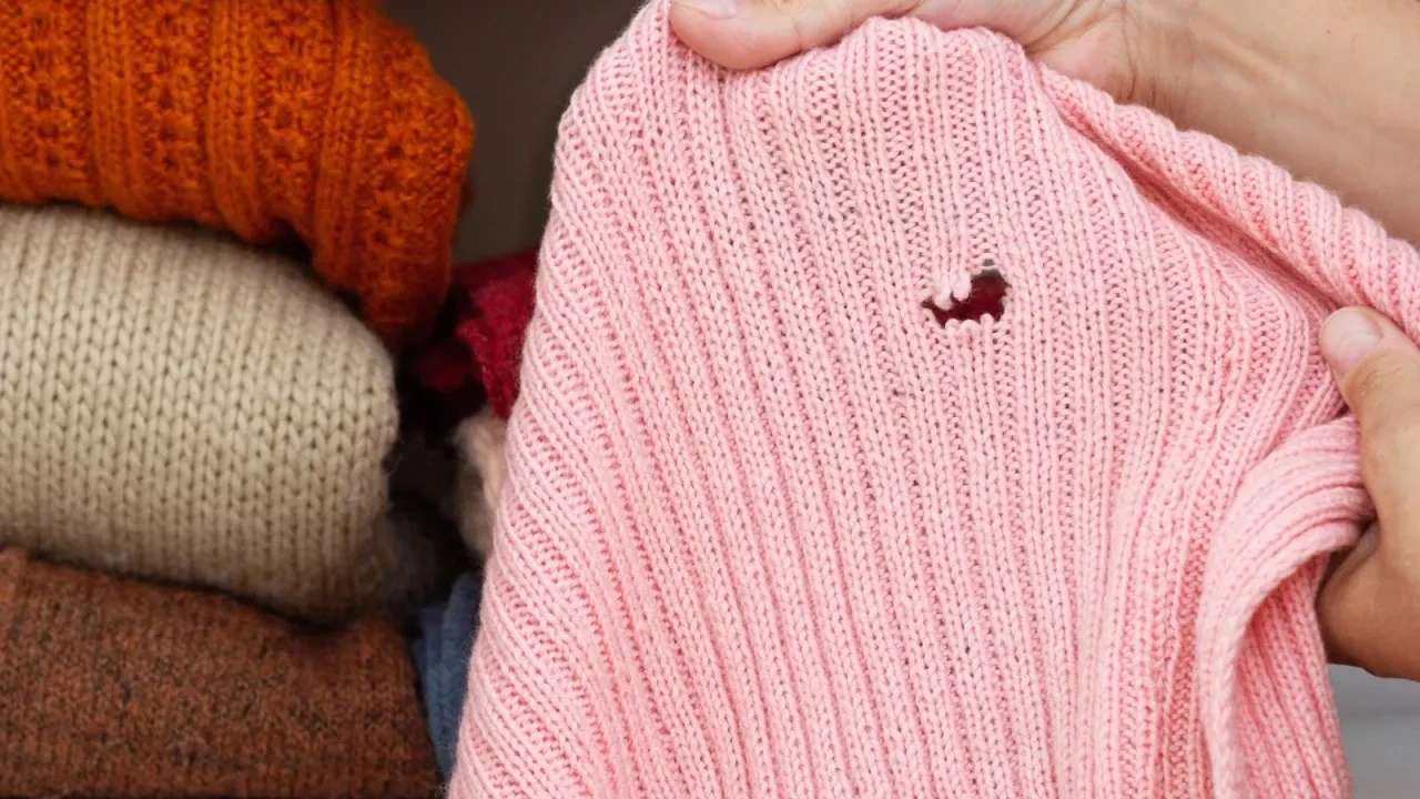 Sonbahar geldi, kâbus yeniden başlıyor! Kıyafetlerinizi güve tehlikesinden korumanın yolu meğer buymuş!