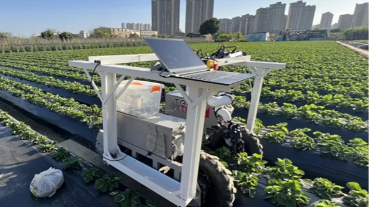 Çilek hasadında yeni dönem: Yapay zekâlı robotlar tarlaya indi