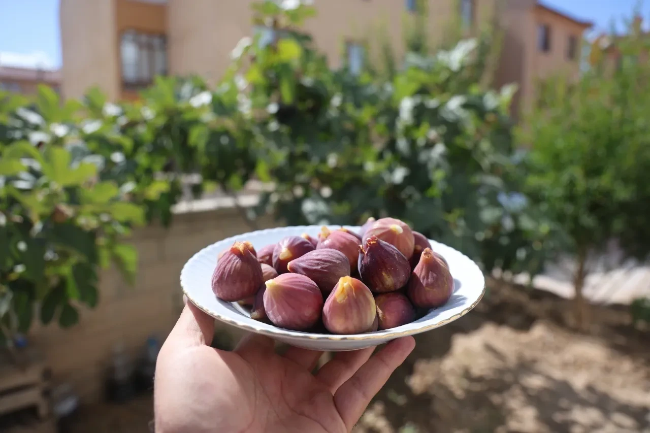 "Konya'da bu meyve yetişmez" dediler ama o başardı! Görenler ve duyanlar şaşkın