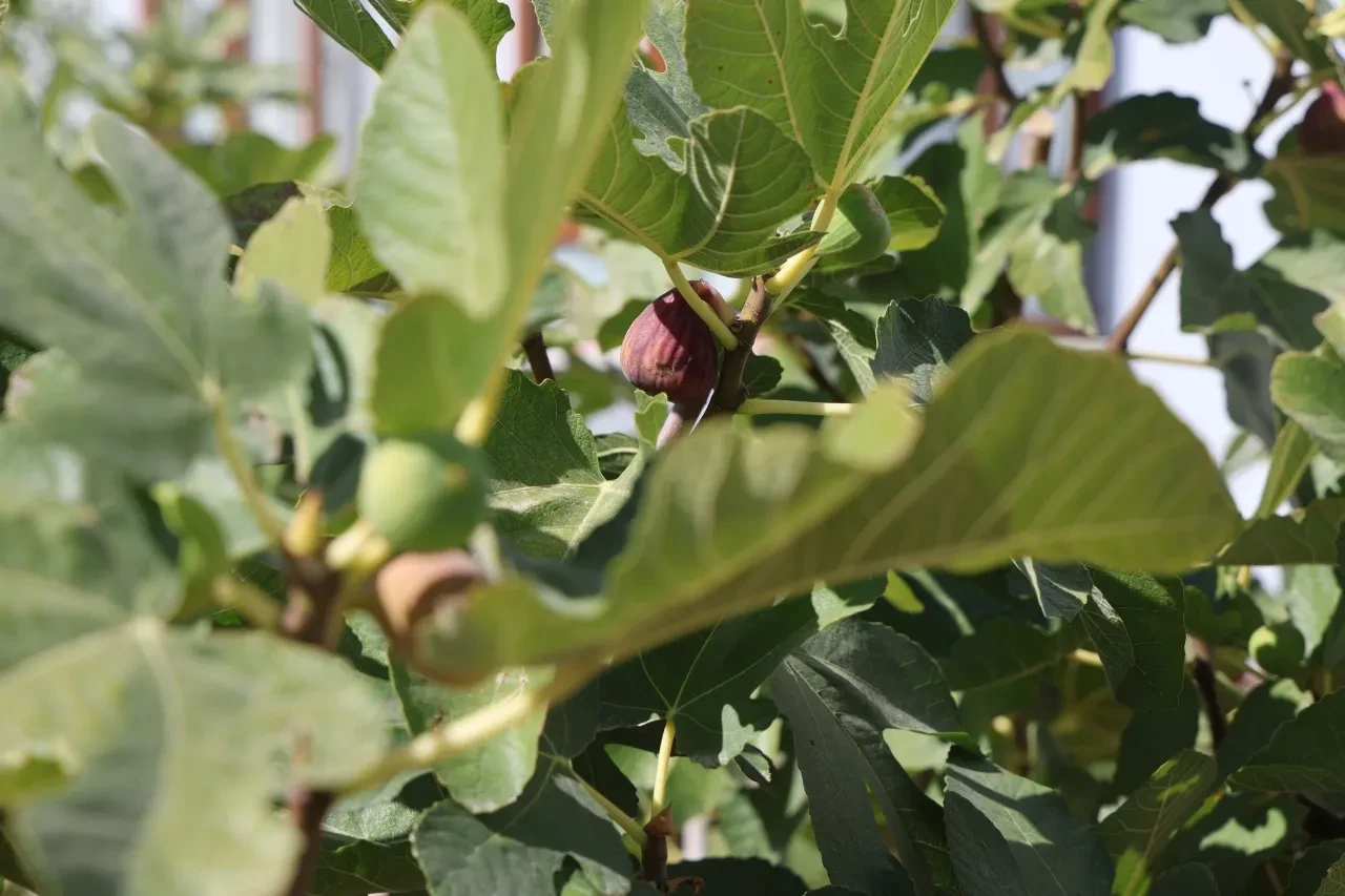 "Konya'da bu meyve yetişmez" dediler ama o başardı! Görenler ve duyanlar şaşkın