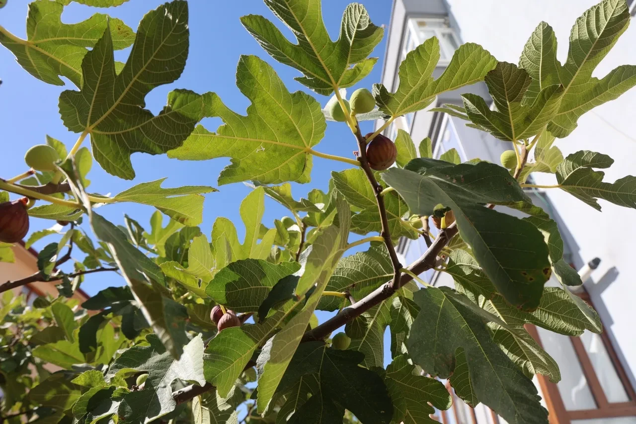 "Konya'da bu meyve yetişmez" dediler ama o başardı! Görenler ve duyanlar şaşkın