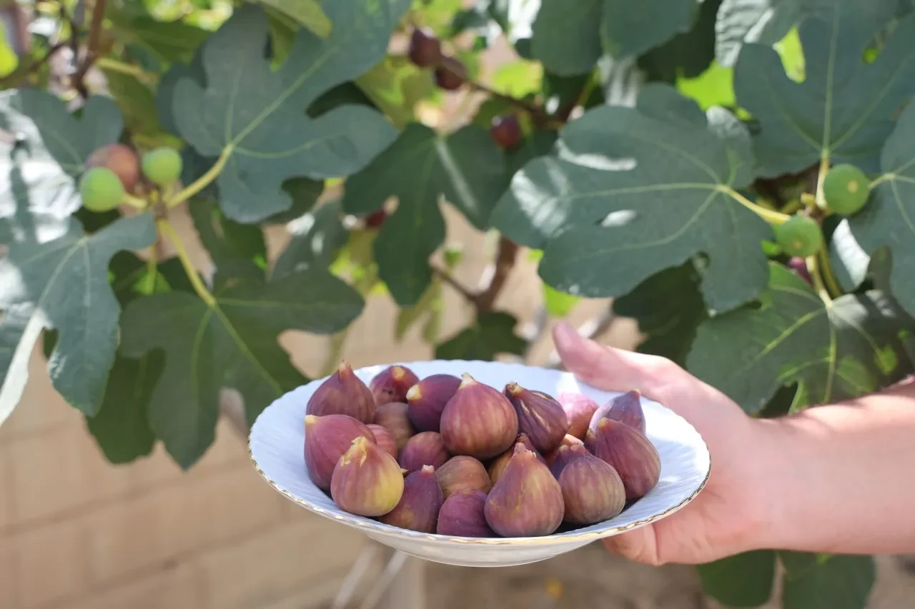 "Konya'da bu meyve yetişmez" dediler ama o başardı! Görenler ve duyanlar şaşkın