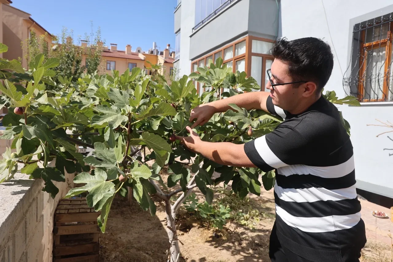 "Konya'da bu meyve yetişmez" dediler ama o başardı! Görenler ve duyanlar şaşkın