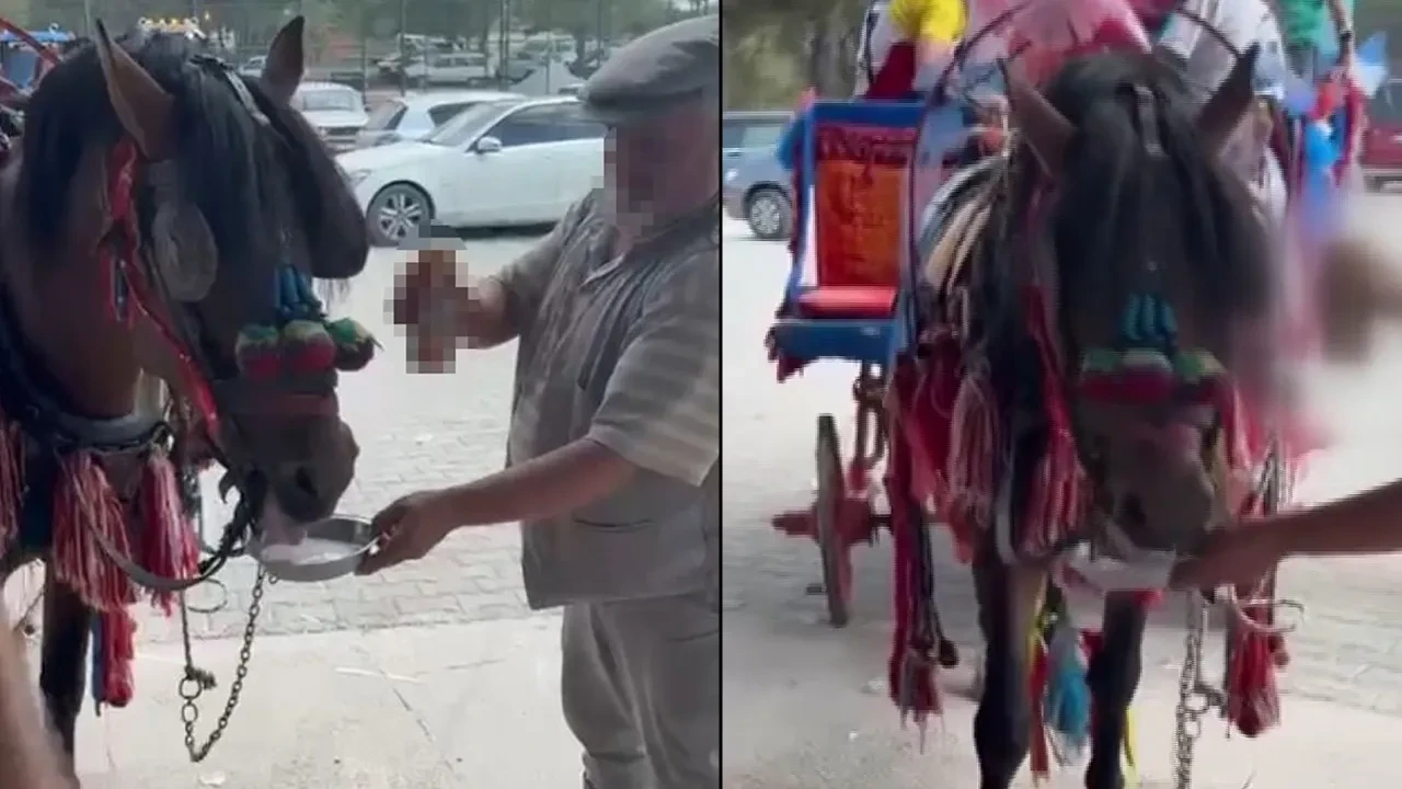 Fayton çeken atı, alkol içire içire bağımlı hale getirdi! Görüntülere tepki yağıyor