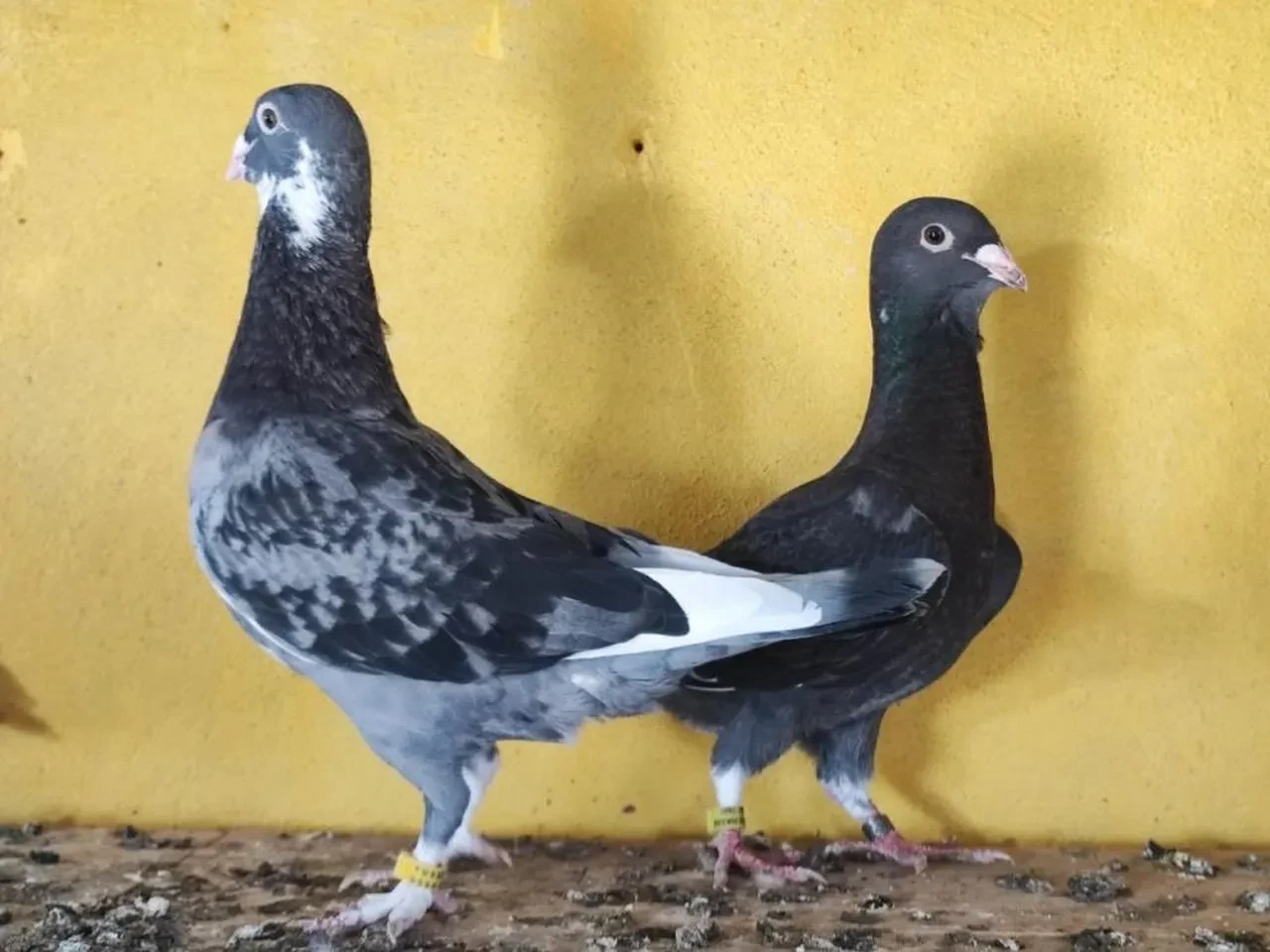 Güvercinin bulup getirene 100 bin TL ödül! 'Evladımı kaybetmiş gibiyim'