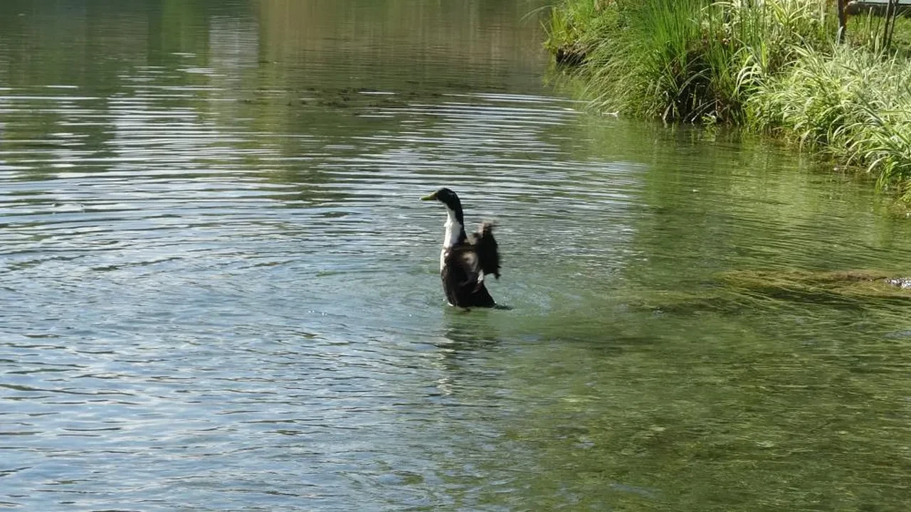 Güzelliğiyle göz kamaştırıyordu! Atatürk Kültür Parkı, Yeşil Bayrak'la onurlandırıldı
