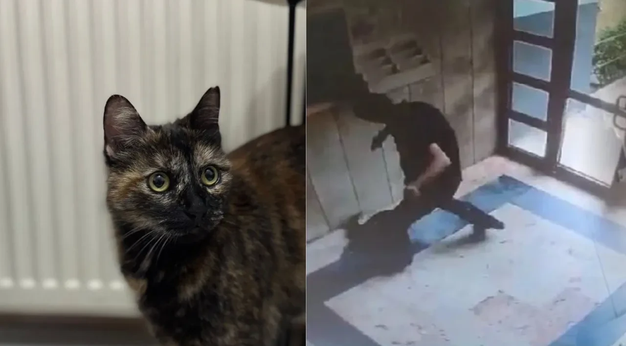 Küçük kediyi kuyruğundan tutarak yerden yere vurmuştu! Cezve'nin katilinin cezası belli oldu!