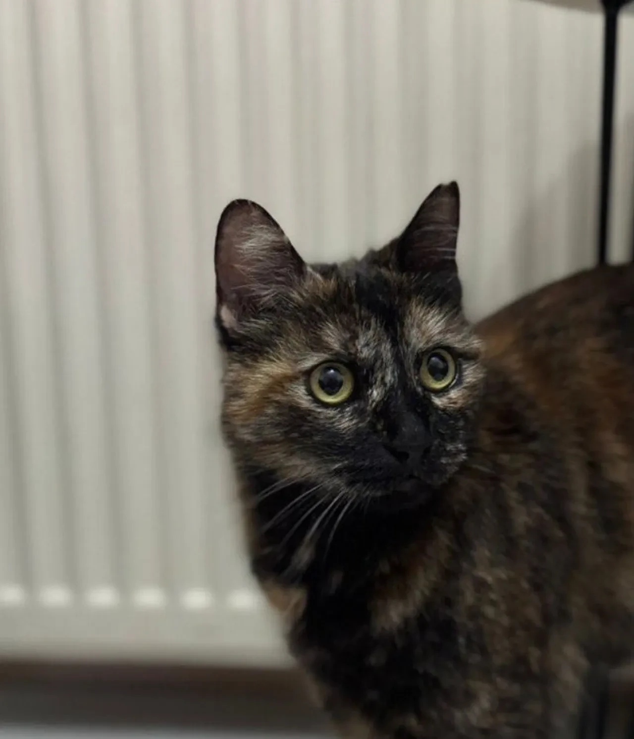 Küçük kediyi kuyruğundan tutarak yerden yere vurmuştu! Cezve'nin katilinin cezası belli oldu!