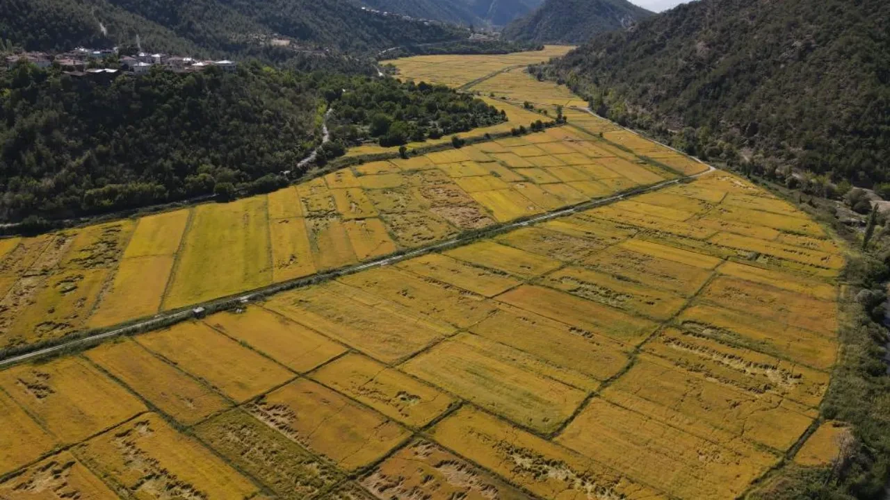 Domuzlar talan etmişti! Üreticinin yüzünü devlet güldürdü