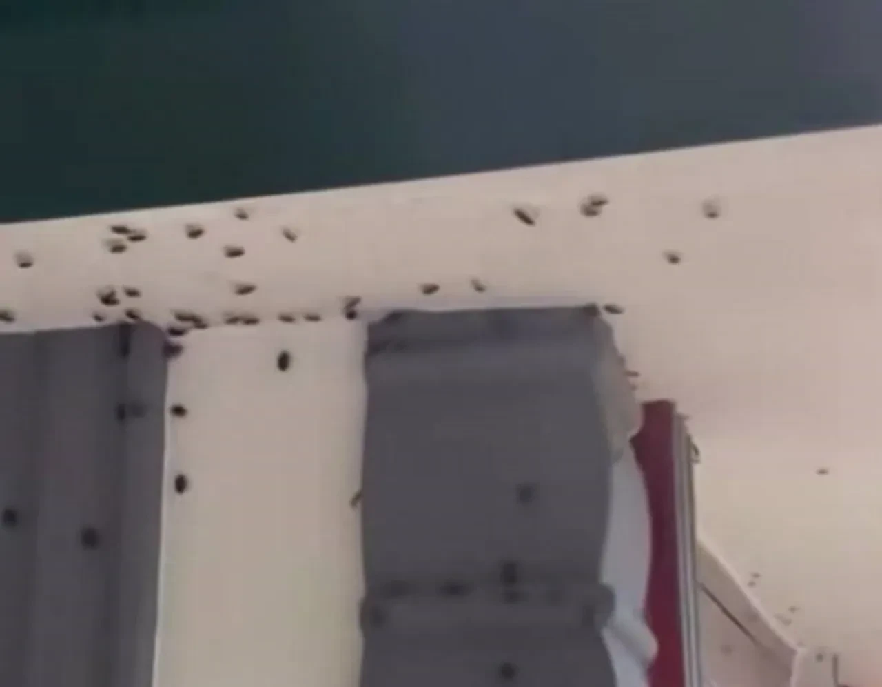 Her yeri işgal ettiler! Kahverengi kokarcalar vatandaşı canından bezdirdi