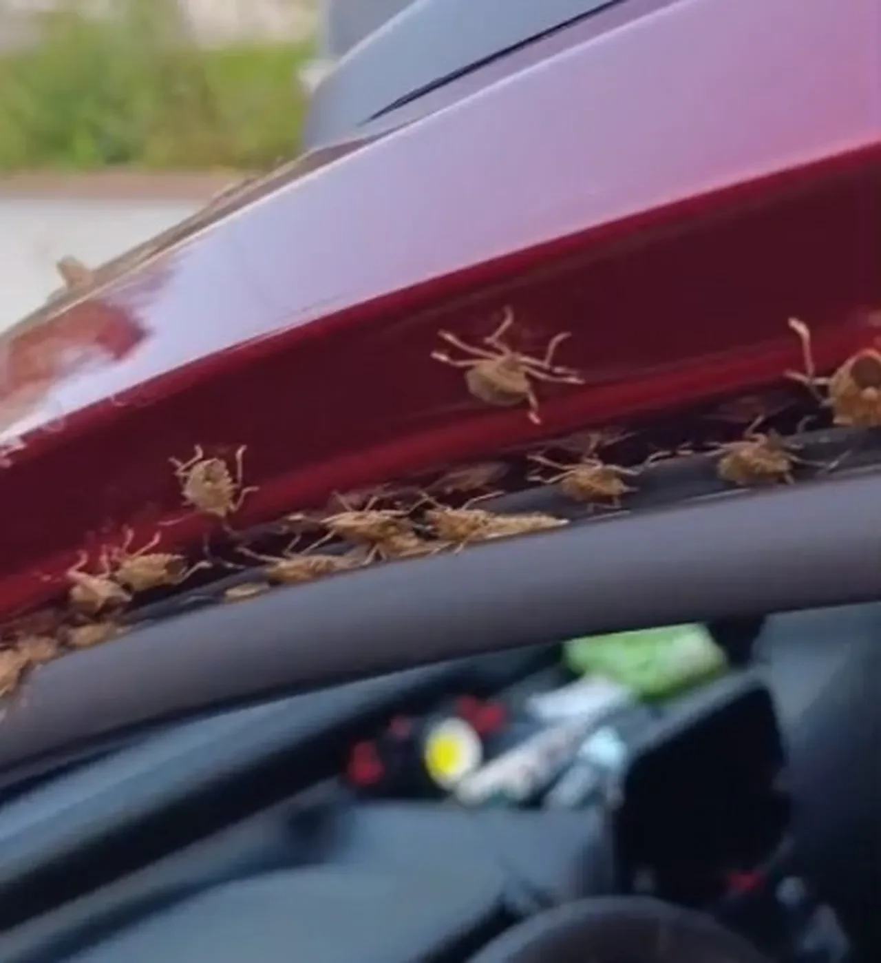 Her yeri işgal ettiler! Kahverengi kokarcalar vatandaşı canından bezdirdi