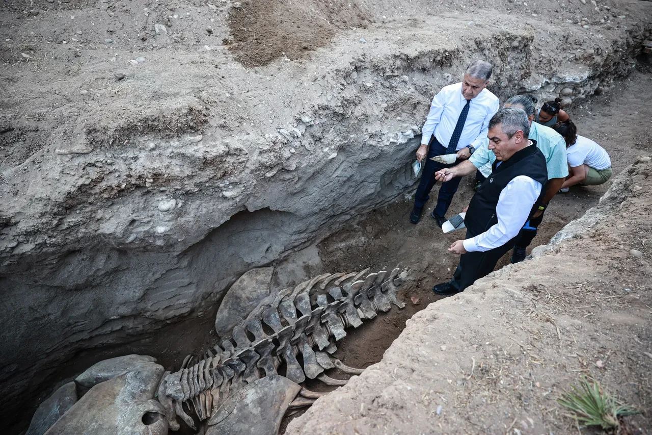 Mersin'de yıllar önce karaya vurmuştu! 14 metrelik Fin balinasının iskeleti çıkarılıyor