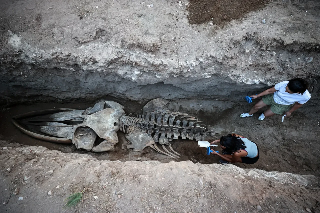 Mersin'de yıllar önce karaya vurmuştu! 14 metrelik Fin balinasının iskeleti çıkarılıyor
