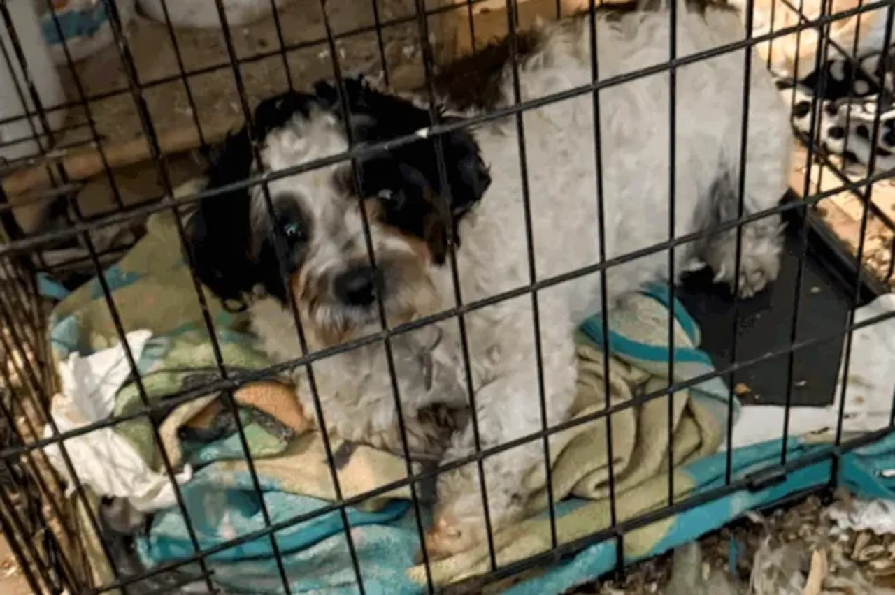 Polis neye uğradığını şaşırdı: Evden tam 206 hayvan çıktı!