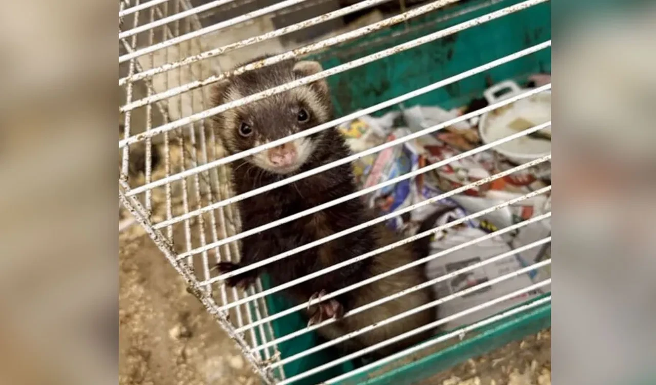 Polis neye uğradığını şaşırdı: Evden tam 206 hayvan çıktı!