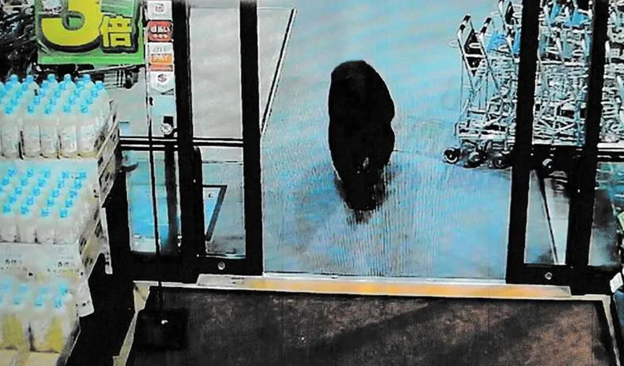 Ayı saldırılarına karşı keskin nişancılar göreve çağrıldı! Polise 'ateş et' yetkisi