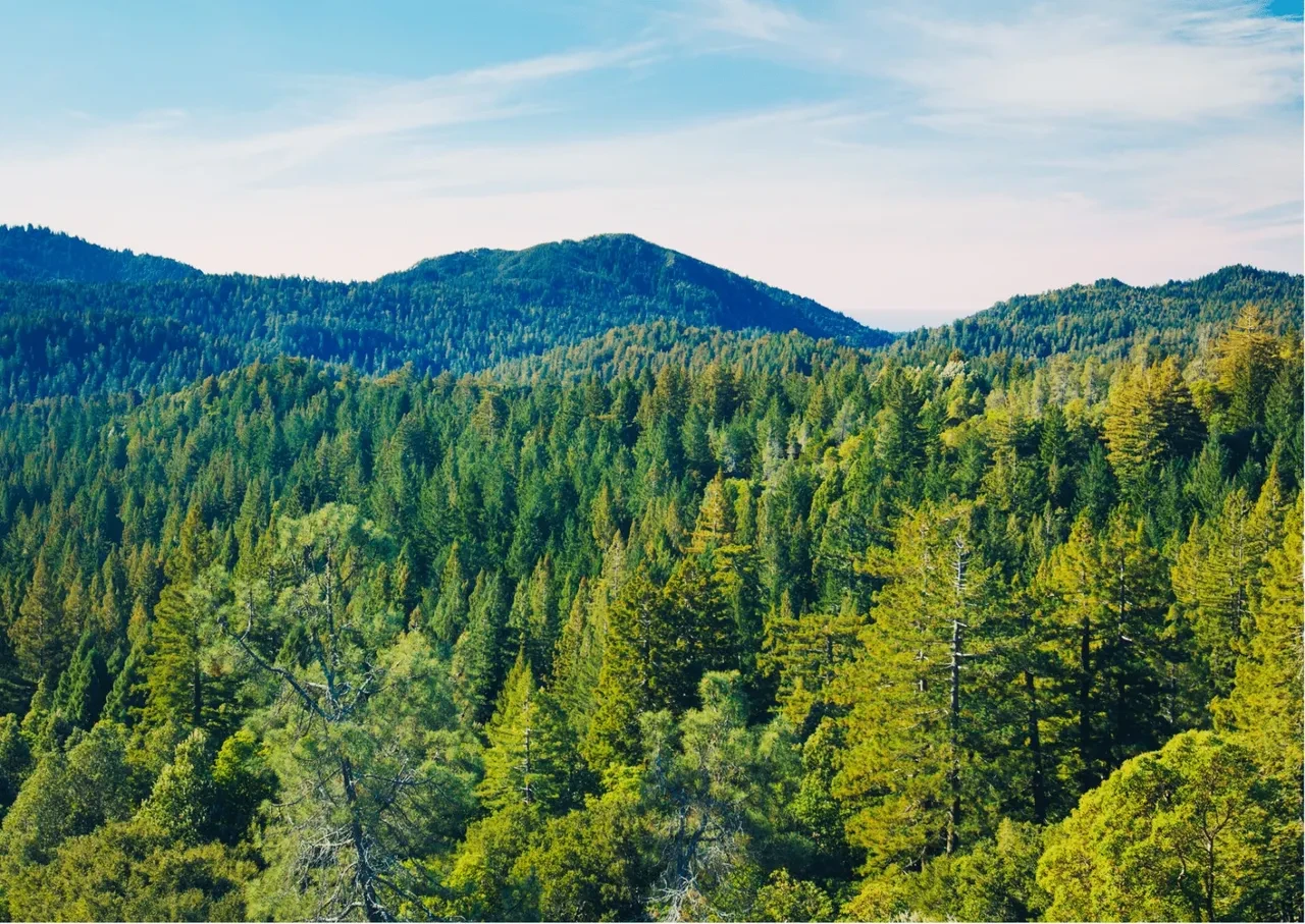 Yapay zeka ile ormanlara 7/24 gözetim! 