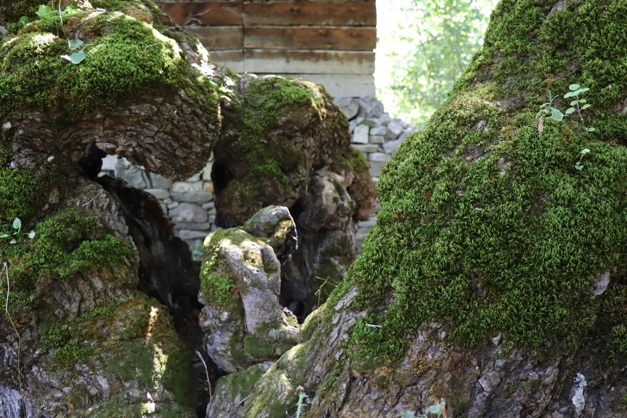 300 yıllık dut ağacında şoke eden detay! Herkes onu görmeye geliyor 