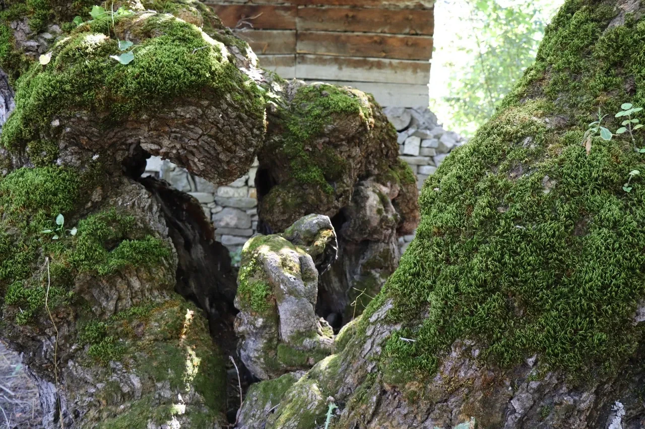 300 yıllık dut ağacında şoke eden detay! Herkes onu görmeye geliyor 