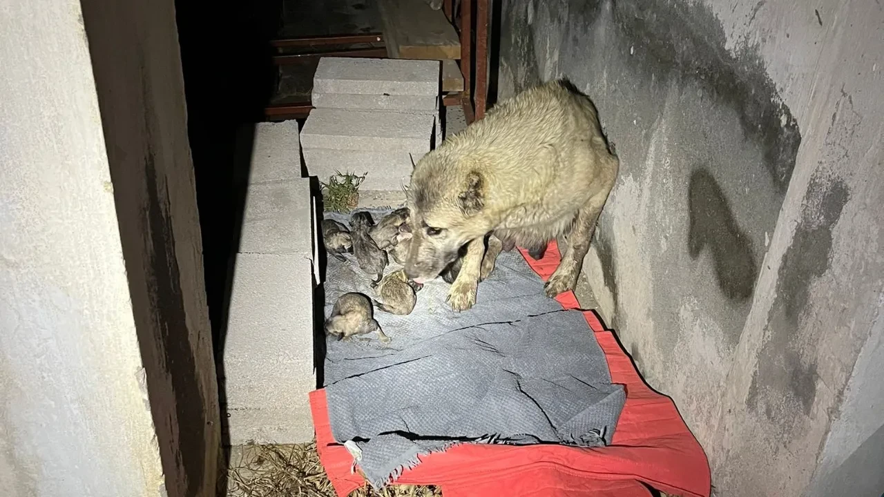 Anne köpek e yavruları sulama kanalına düştü! Ekipler müdahale etti: O anlar kamerada 